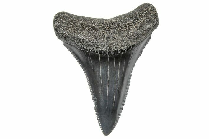 Serrated, Fossil Great White Shark Tooth - South Carolina #321927